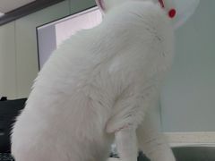 -伟伟宠物医院·瑞派猫友好医院·猫科(光谷店)