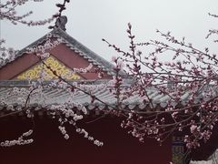-桃花堤公园