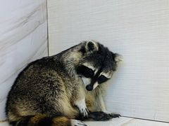 -浣熊柯尔鸭土拨鼠·电玩咖