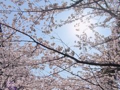 -高东镇樱花园