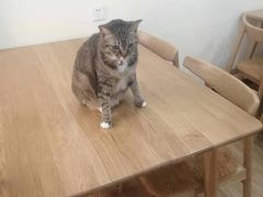 -滚猫咖啡·猫咖·猫友好撸猫(未来城店)