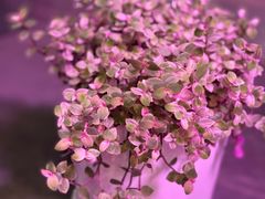 -爱尚花坊(大林路店)