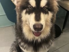 -安格丽娜·狗咖·猫咖羊驼咖(春熙路百盛商场店)
