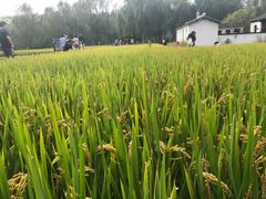 -溱湖国家湿地公园