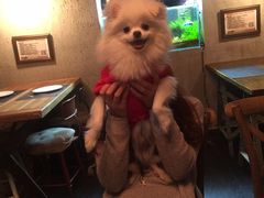 -百好乐宠物友好餐厅(朝外大街店)