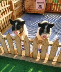 -萌宠亲子动物乐园(槐房万达店)