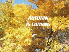 -三里屯东五街银杏大道