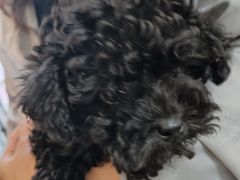 -半岛宠物医院24小时(科华中路店)