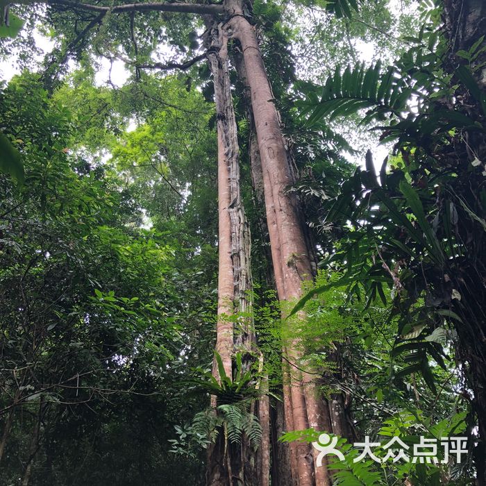 西雙版納雨林谷