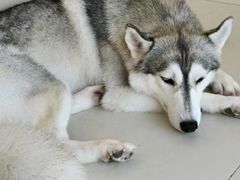 -怪兽屋·羊驼·猫咖·狗咖(俊华广场店)