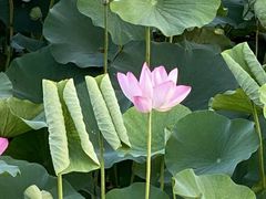 -大兴滨河森林公园