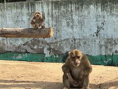 -西霞口神雕山野生动物世界