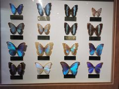 -上海昆虫博物馆