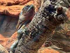 -悉尼蓝山三姐妹峰