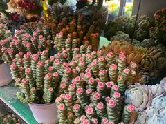 -溪岸路花鸟市场