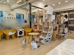 -有喵·猫咖·狗咖·30几只猫10只小狗(岗厦店)
