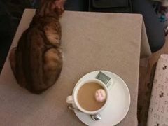 -猫色咖啡·猫咖