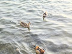 -什刹海