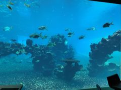-海棠湾洲际-涛·海底餐厅·美人鱼·自助餐·海底隧道