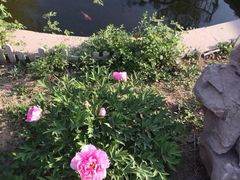 -黄花溪