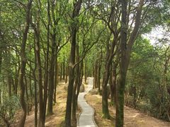 -火炉山森林公园