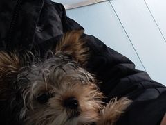 -纳吉亚猫专科动物诊疗中心(蒋宅口分院)