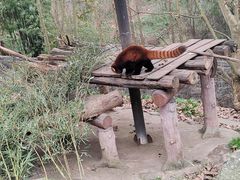 -都江堰中华大熊猫苑