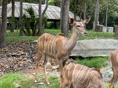 -清迈夜间动物园