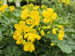 -福田红树林生态公园