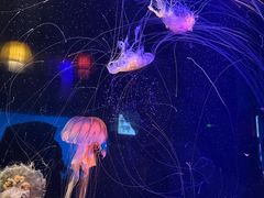 -太平洋海底世界