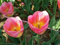 -瑶湖郊野森林公园