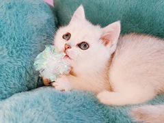 -十年猫舍·猫咪专门店(普陀店)