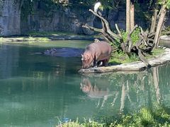 -奥兰多迪士尼动物王国乐园