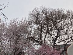 -桃花堤公园