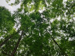 -桤木河湿地公园