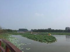 -白洋淀景区