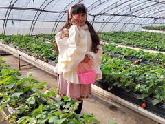 -甜心庄园·甜心草莓采摘园(西青中北店)