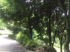 -铁山坪森林公园