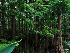 -桤木河湿地公园