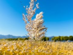 -野鸭湖国家湿地公园