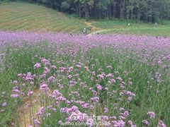 -大塘金香草谷