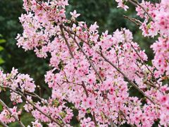 -中国科学院华南植物园