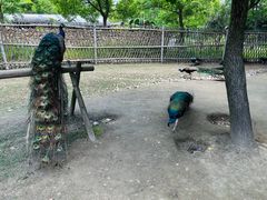 -东平国家森林公园
