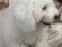 -博特宠物医院24h犬猫全科.骨科·异宠
