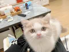 -欣宠猫屋·矮脚拿破仑·蓝金金渐层