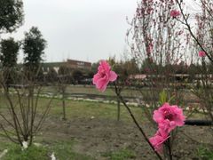 -洪湖家庭农场·团建·露营·会议
