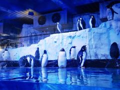 -芜湖新华联大白鲸海洋公园