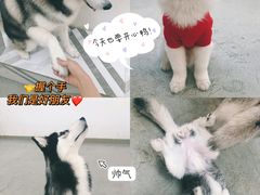 -星多哈·狗咖·拼豆·咖啡