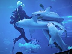 -太平洋海底世界