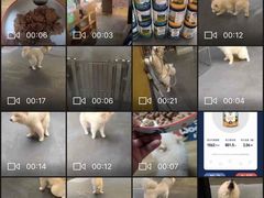 -宠物之家Pets Home 宠物寄养酒店